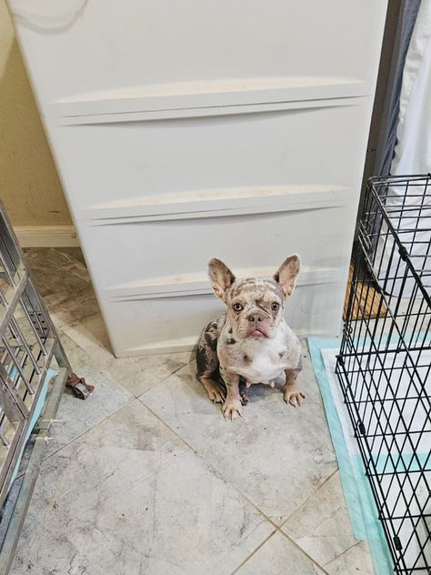 Lily The French Bulldog Rescue *COMPLETED