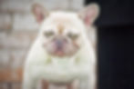 best french bulldog breeder