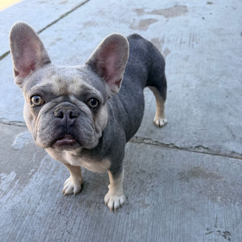 Adult French Bulldog Rescue Female Ready for Adoption