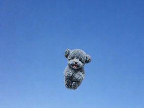 How Much Does a Floodle French Bulldog Cost and What Factors Affect the Price