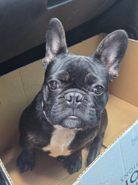 Trey the Rescue Frenchie in Houston Texas