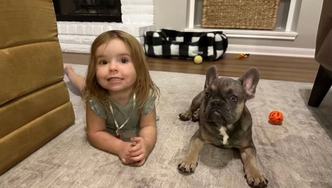 french bulldog rescue ocean beach california