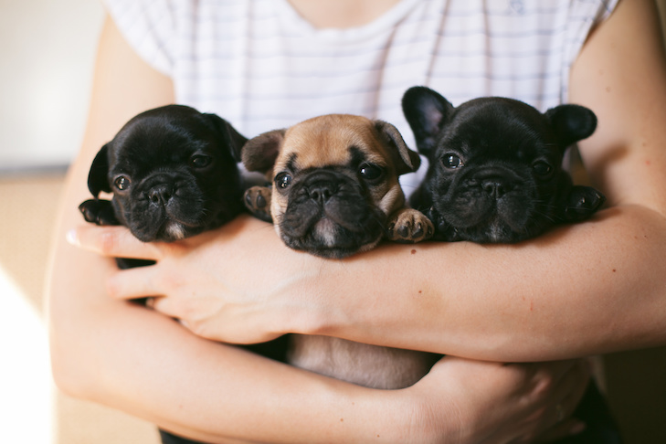 Average Litter Size of French Bulldog