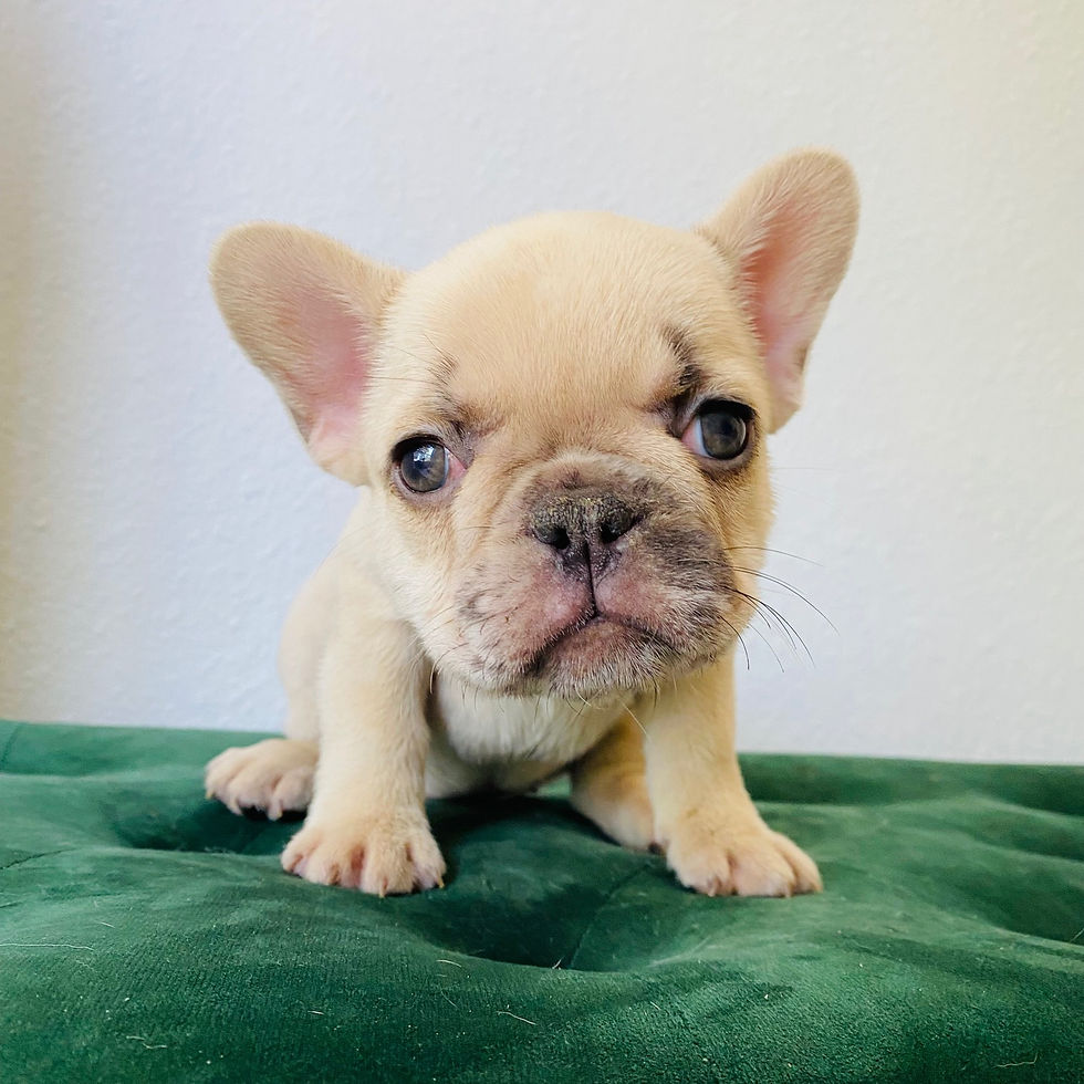 teacup french bulldog smallest tiny small frenchie