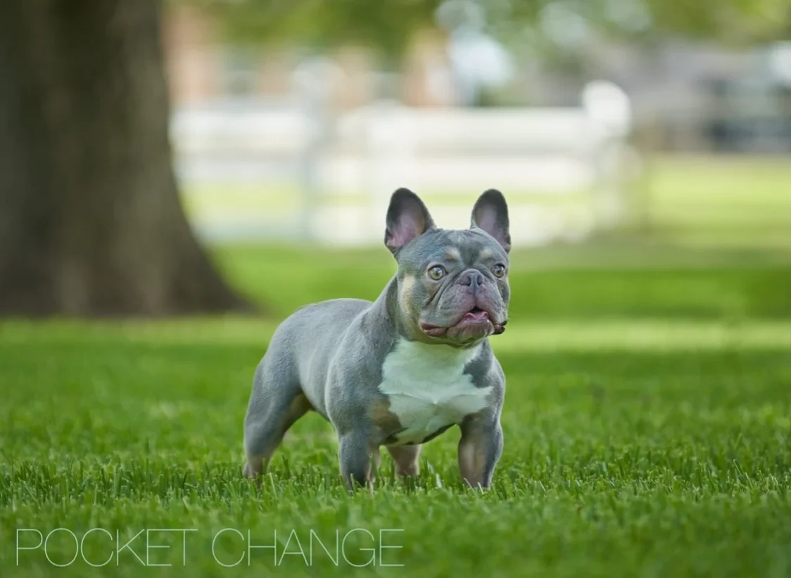 Short Haired vs. Long Haired French Bulldogs