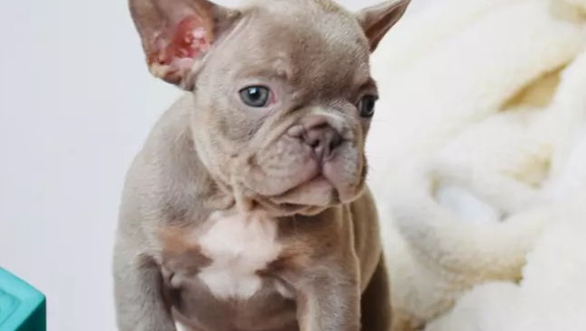 how to get papers for a puppy without papers