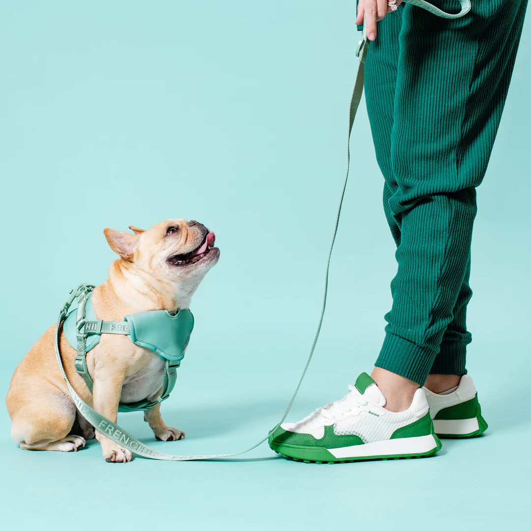 french bulldog training walking leash