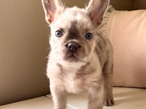 What is a Fluffy Frenchie mixed with?