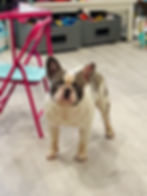 french bulldog rescue texas
