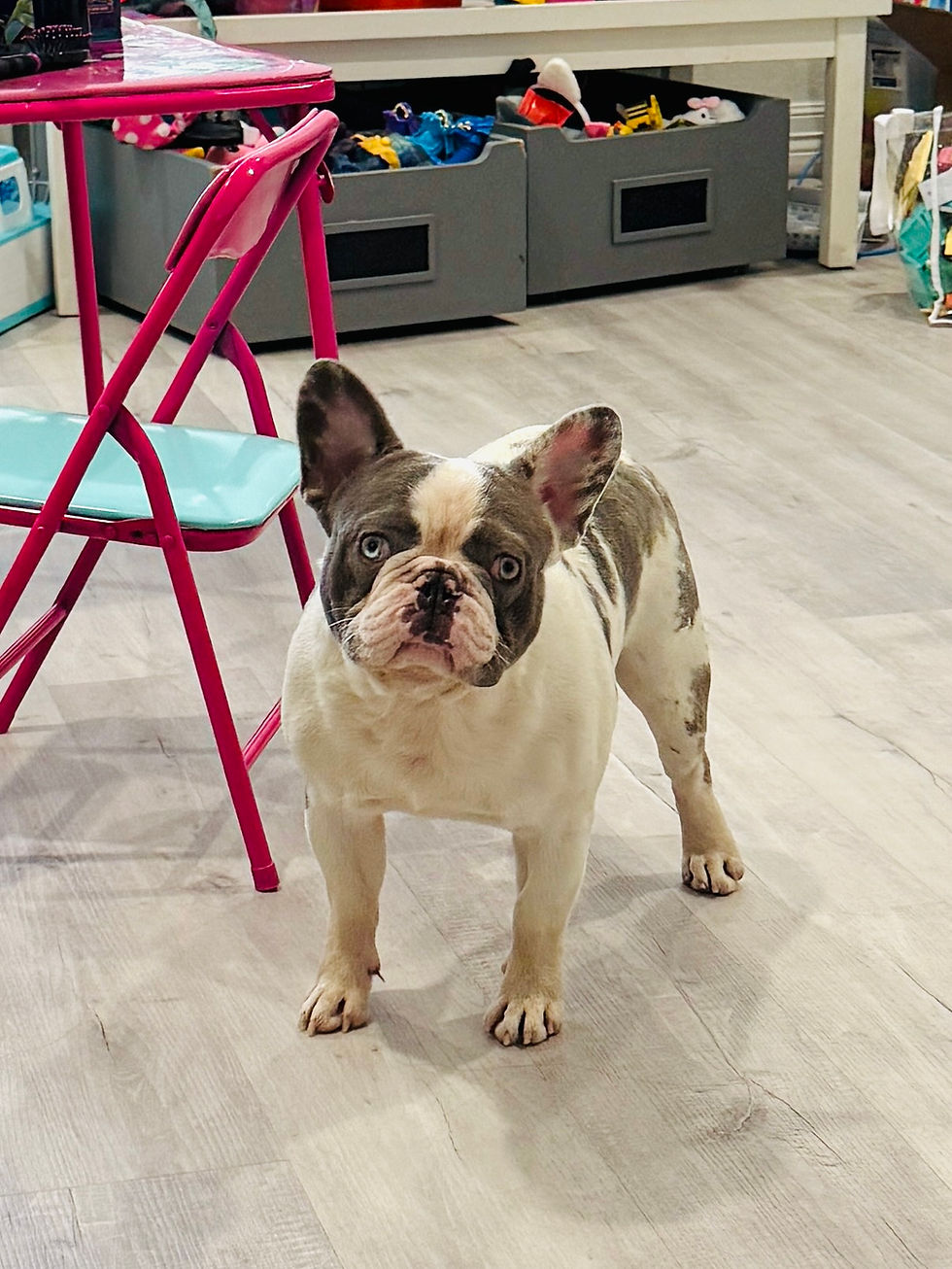 french bulldog rescue texas