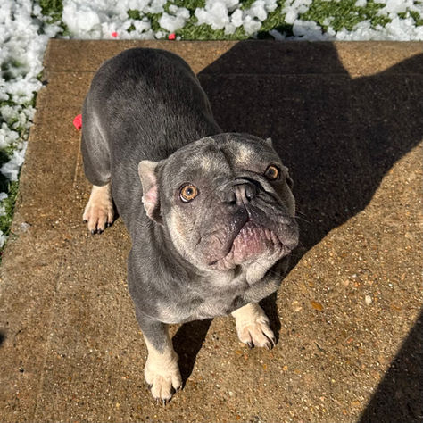 Sophie the French Bulldog Rescue for Adoption