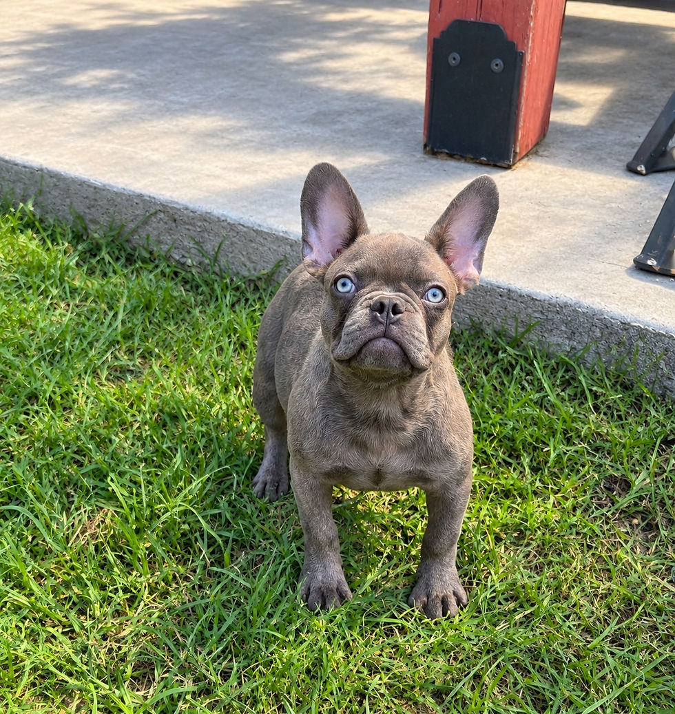 Robby the French Bulldog Rescue with yellow eyes