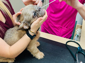 Fluffy Dominant Gene & Hypoallergenic French Bulldog Interview with Don Chino