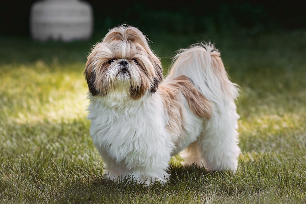 What Is a Pekingese Shih Tzu Mix Dog? Complete Guide to the Shinese and How to Register One