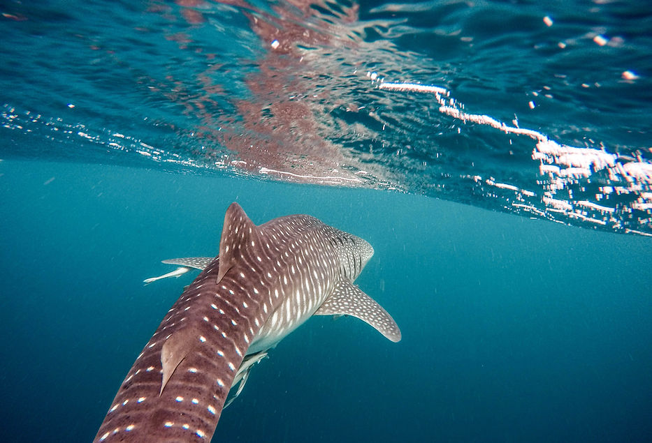whale shark isla mujeres