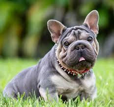velvet french bulldog