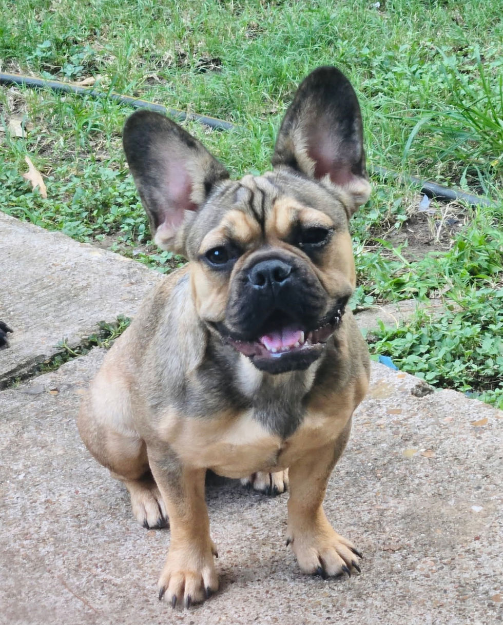 best frenchie rescue in usa 
