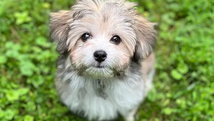 How to Register a Litter of Aussiechon Puppies