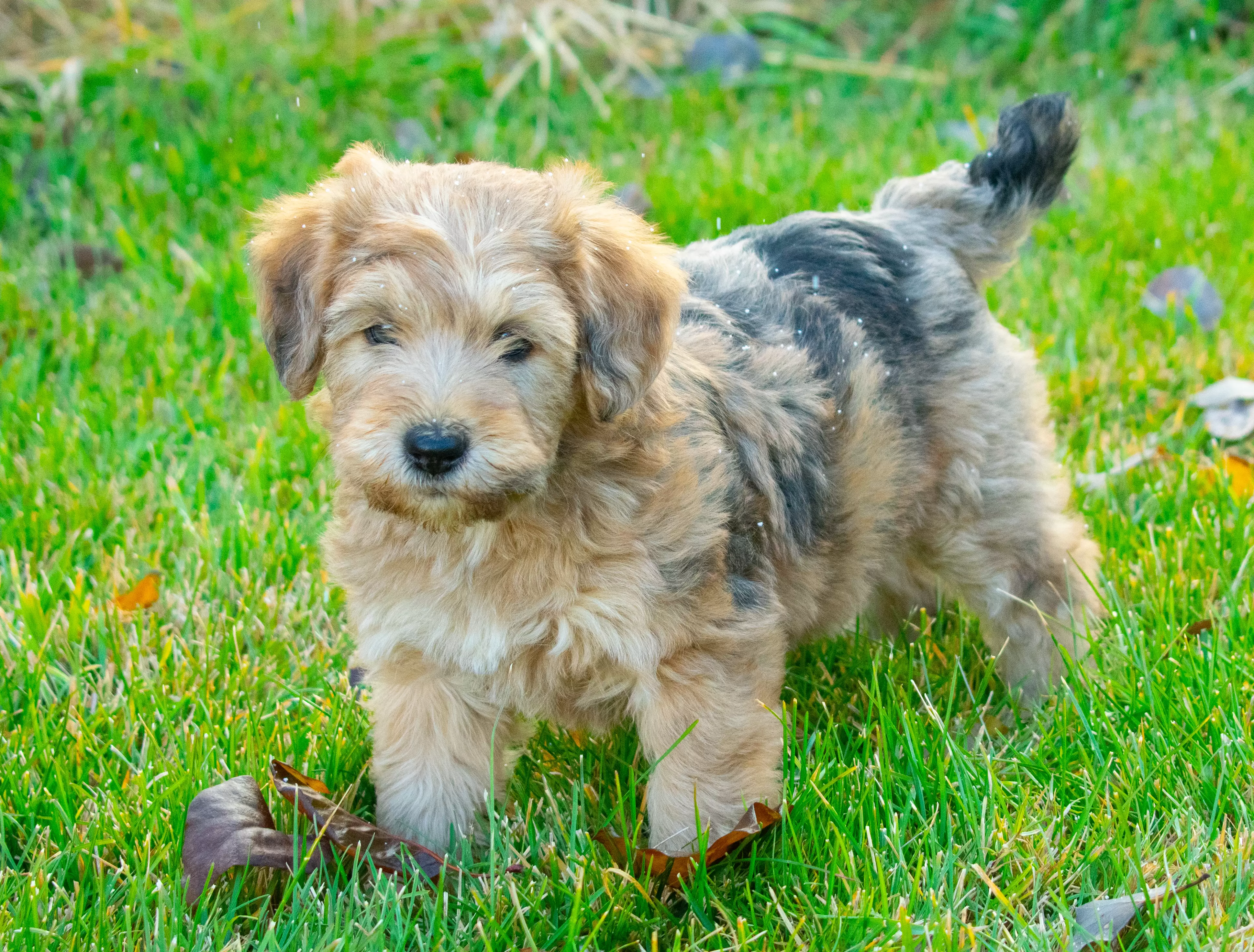 Whoodle Registration Designer Kennel Club