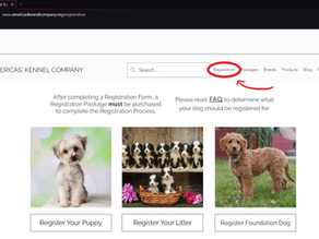How to Register your Miniature French Bulldog