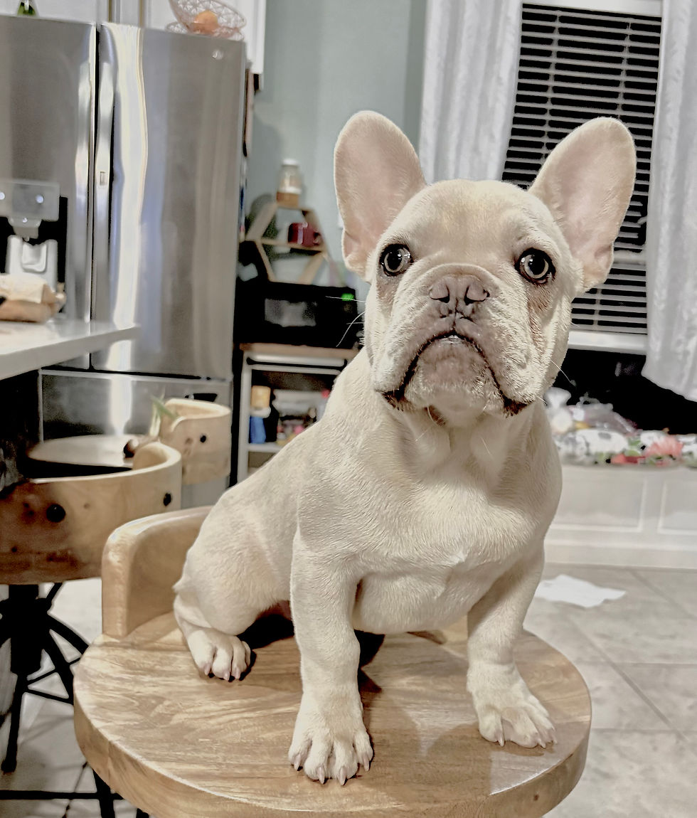 🐾 Marshall the French Bulldog Rescue Ready for Adoption in Texas