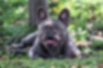 french bulldogs for sale in texas