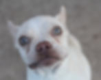 french bulldog rescue