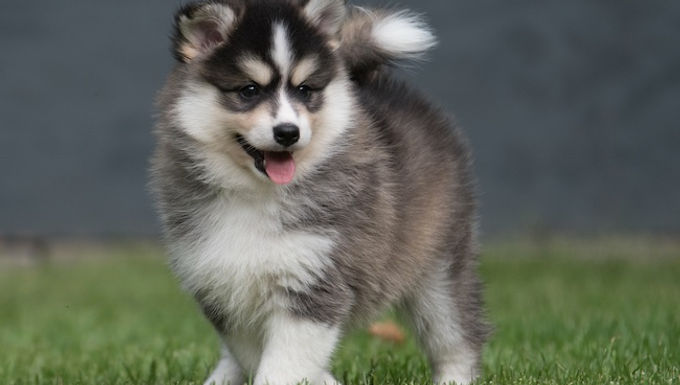 how to register a dog with lost papers