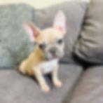 french bulldog to rescue