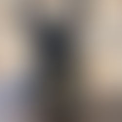 Boscoe the French Bulldog Rescue ready for Adoption