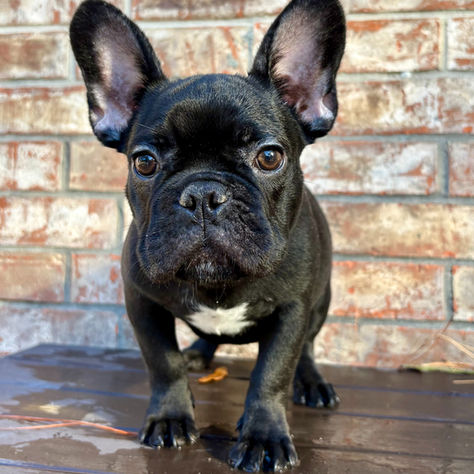 Boscoe the French Bulldog Rescue ready for Adoption