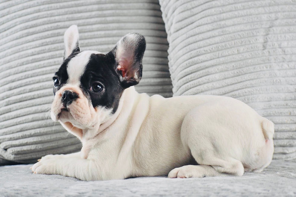 cracked dry dog paws