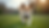 Eye-level view of a hybrid dog standing on grass
