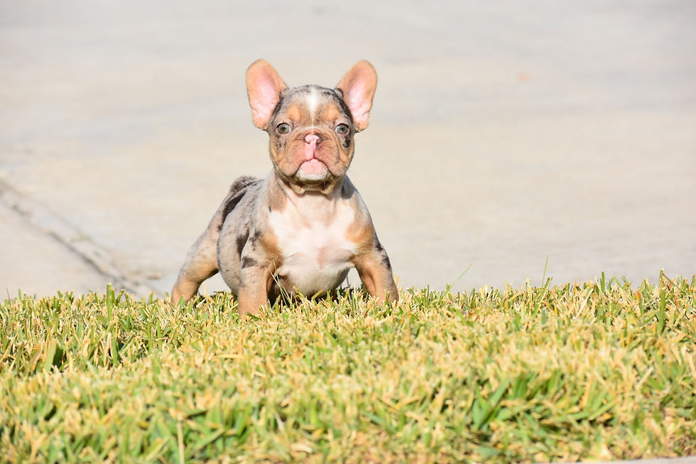 rare colored french bulldogs