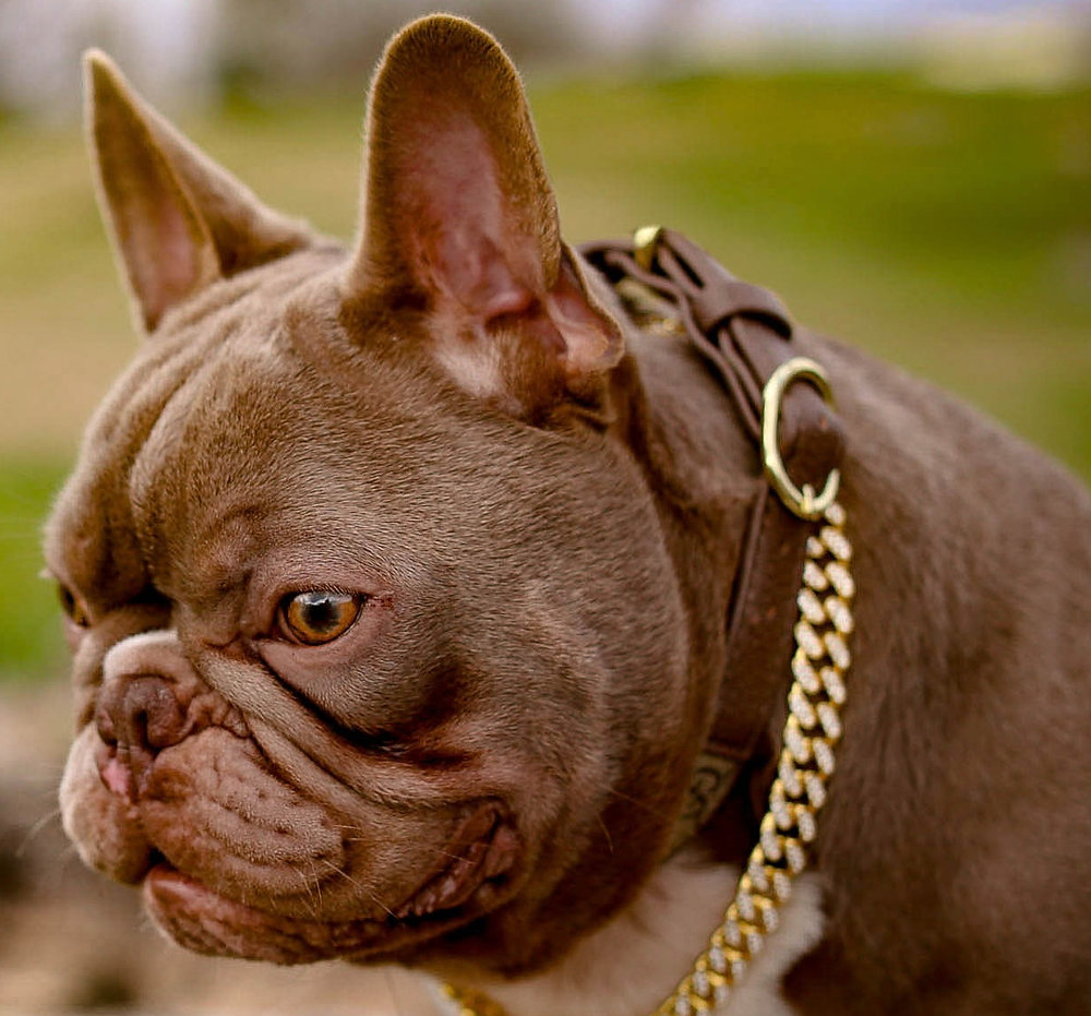 French Bulldog Ears Size, Functionality, and Care