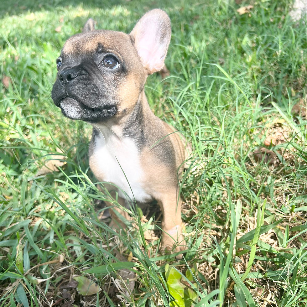 frenchie for adoption