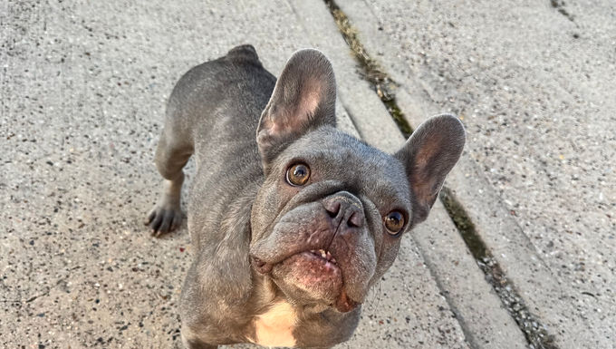 french bulldog to rescue in indianapolis indiana