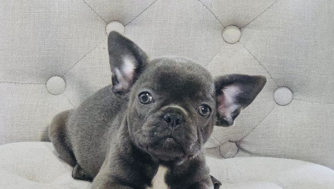 french bulldog rescue chula vista california