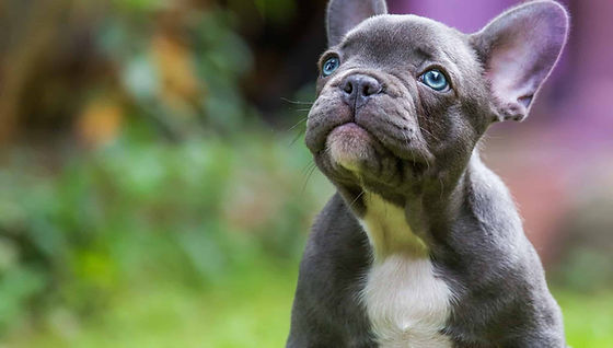 Miniature Gray French Bulldog Pictures Of Miniature French