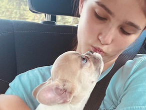 rescue french bulldogs partners with frenchie gpt