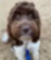 springerdoodle