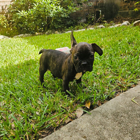Rocky the French Bulldog Rescue *COMPLETED