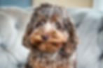 Dog Ownership Under New York City Law with Designer Kennel Club