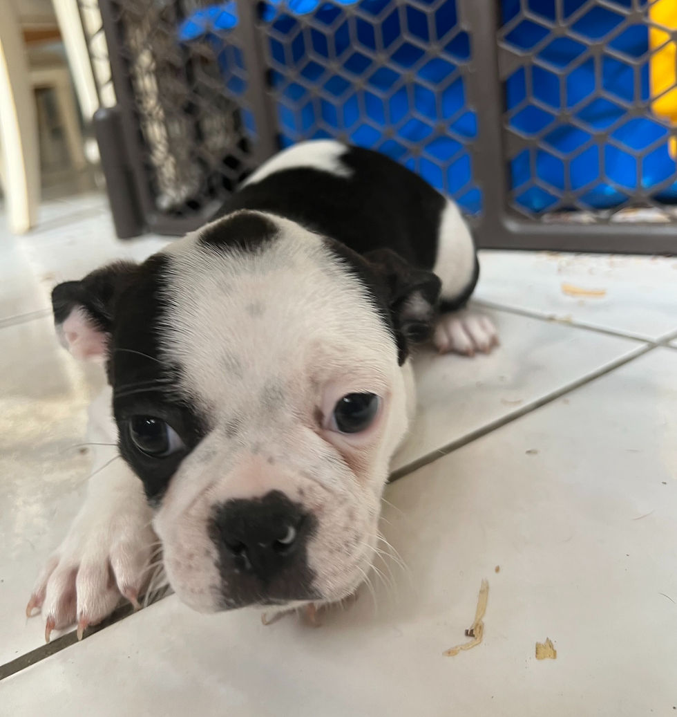 french bulldog rescue