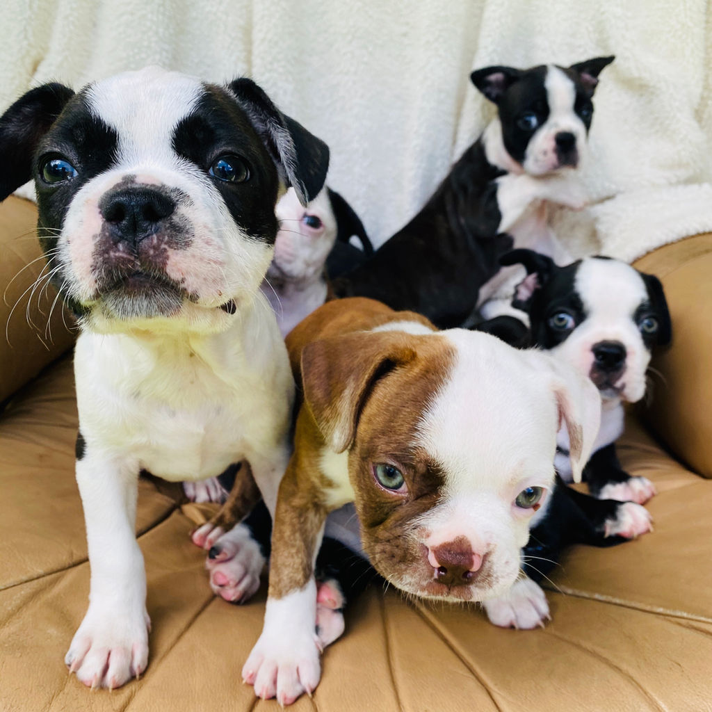Adoptions Rescue French Bulldogs