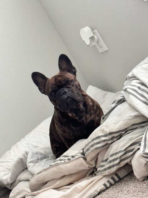 Deuce the French Bulldog Rescue *COMPLETED