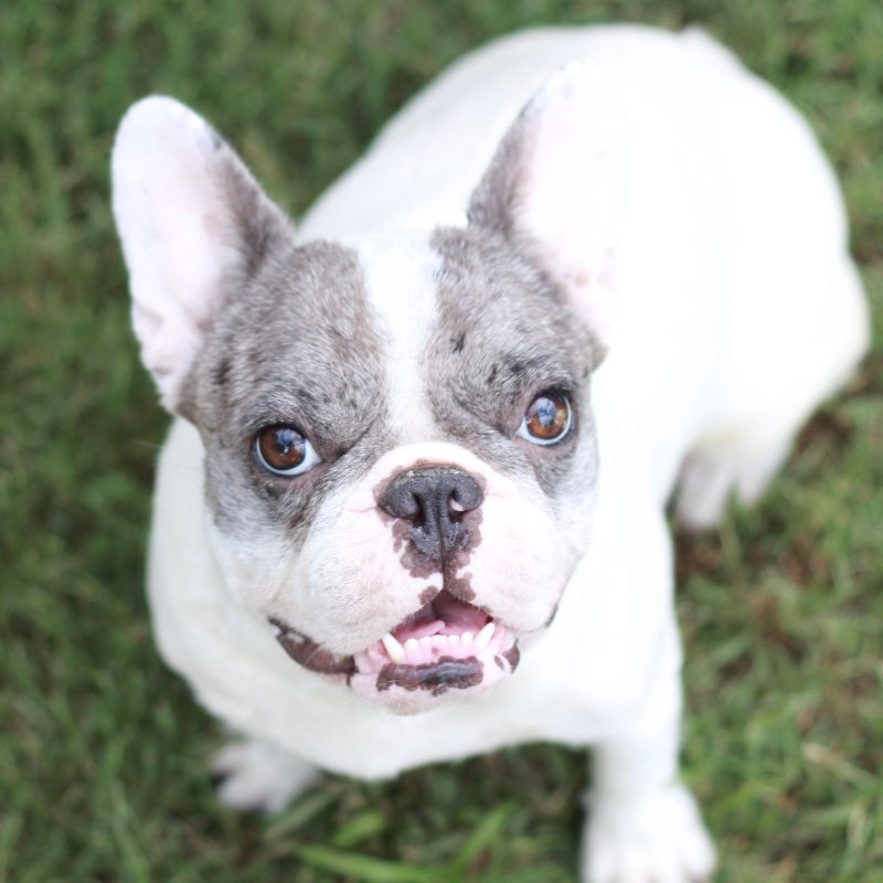 Causes Of Anxiety Eating Grass In Rescue Breeds