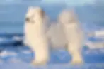 how to get dog papers for a samoyed dog puppy or litter