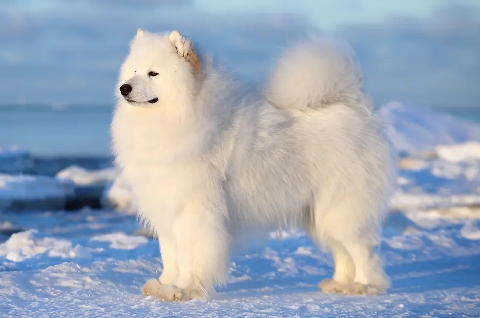 Samoyed Registration Guide: How to Get Dog Papers for a Samoyed