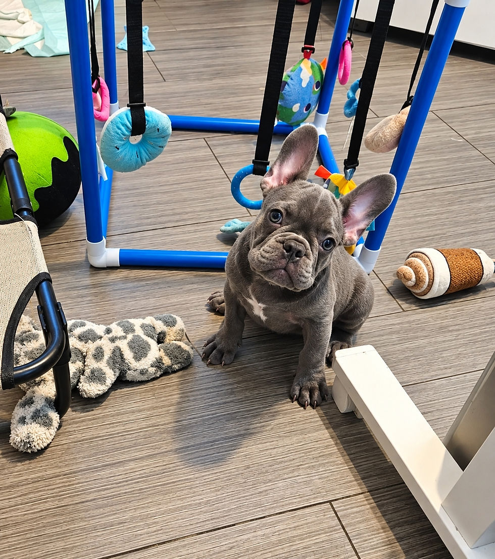 Bobby the French Bulldog Rescue Ready for Adoption in Texas